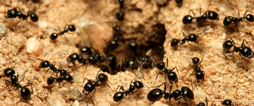 How Many Ants Are in the World? – PestWorld for Kids