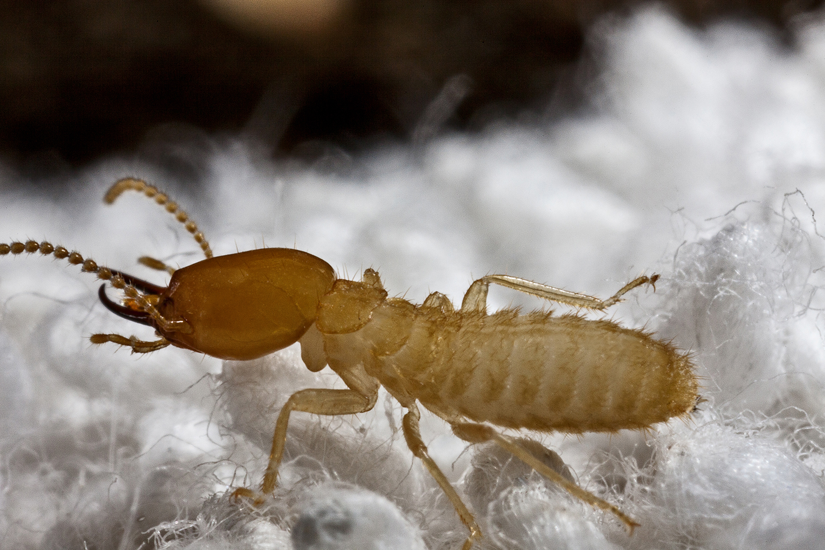 Formosan Termites - Termite Information for Kids